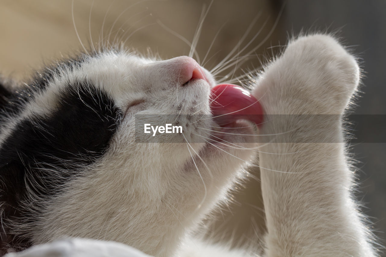 Close-up of cat licking paw