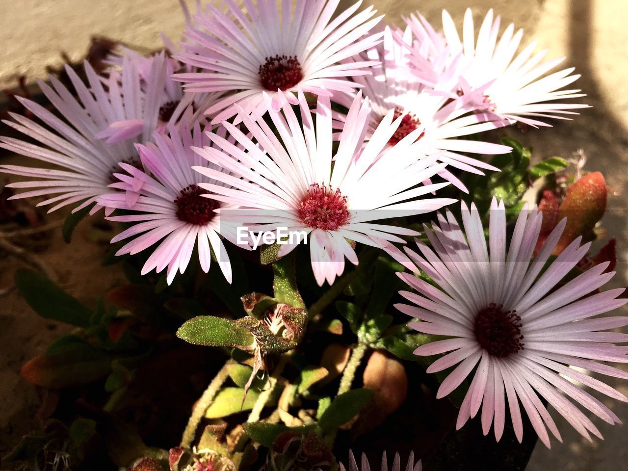 Close-up of flowers blooming outdoors