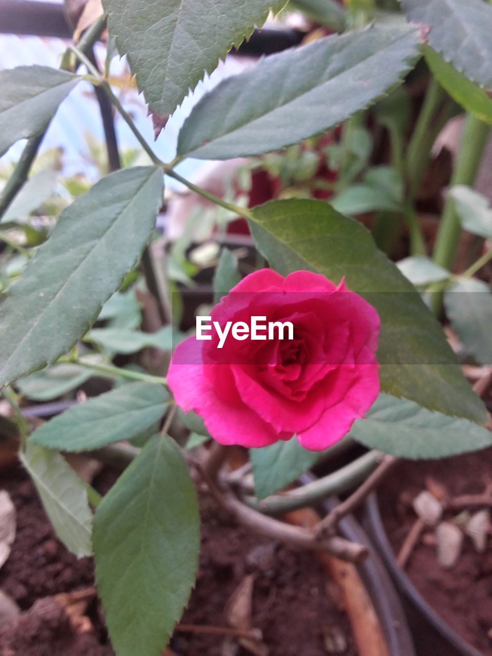 CLOSE-UP OF PINK ROSES