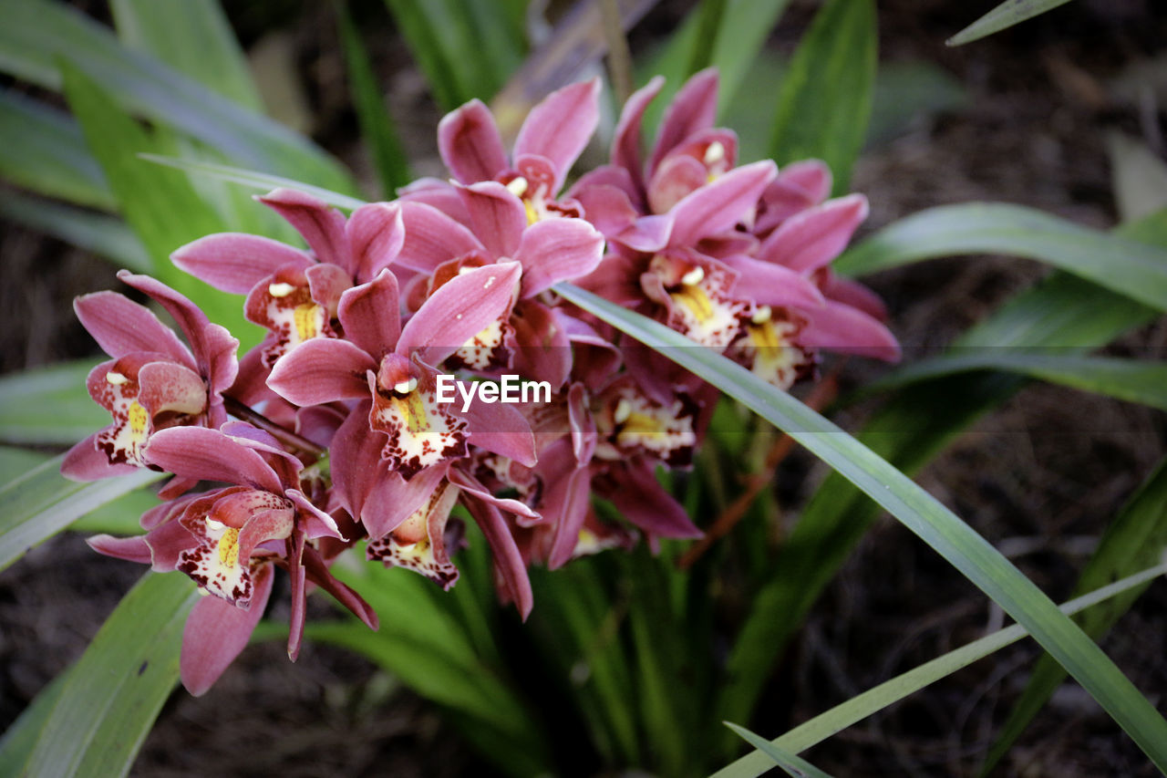 CLOSE-UP OF PINK FLOWERS