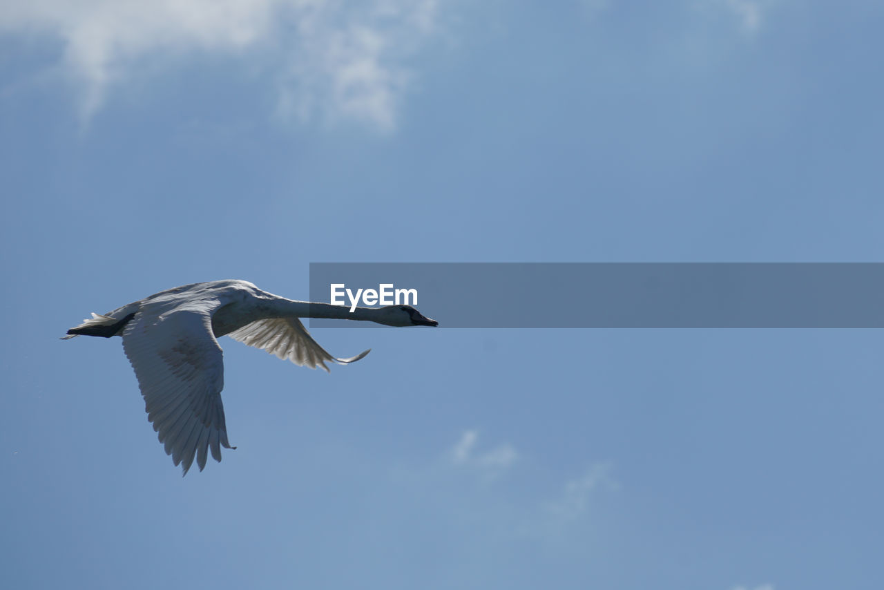 LOW ANGLE VIEW OF SEAGULLS FLYING IN SKY