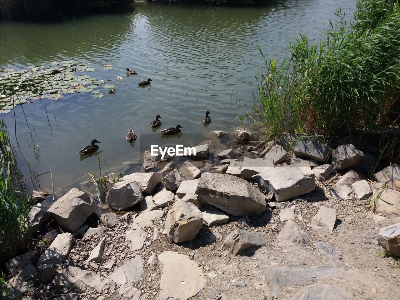 HIGH ANGLE VIEW OF SWANS FLOATING ON WATER