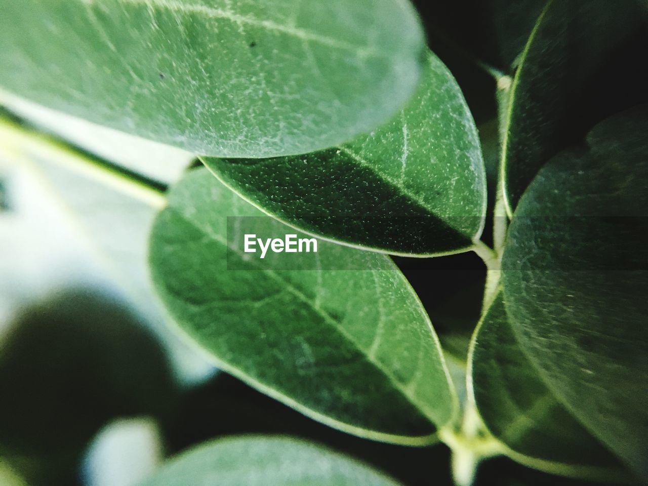 CLOSE-UP OF FRESH GREEN LEAVES