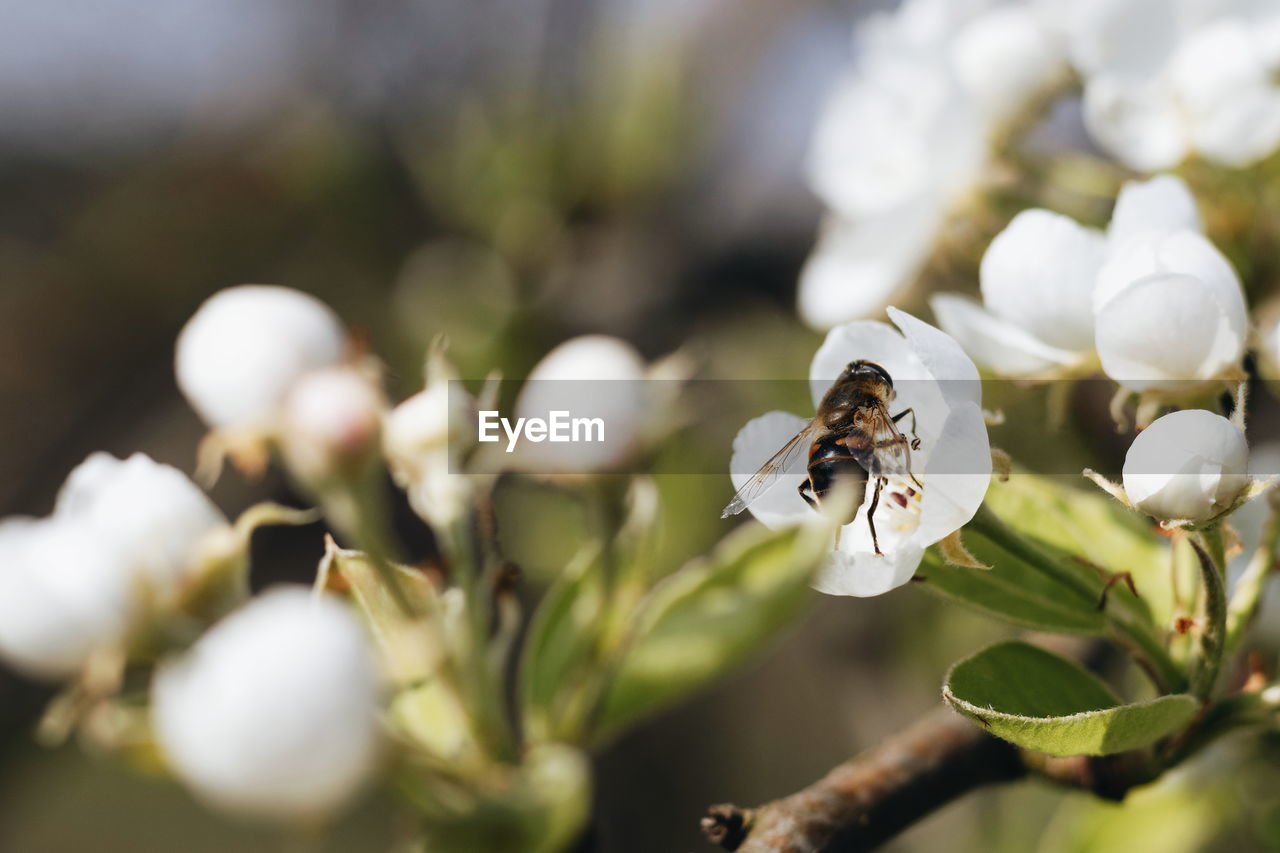 Close-up of insect on white flower