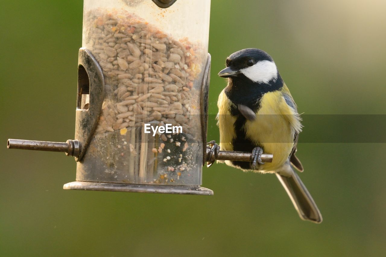 Close-up of bird on bird feeder