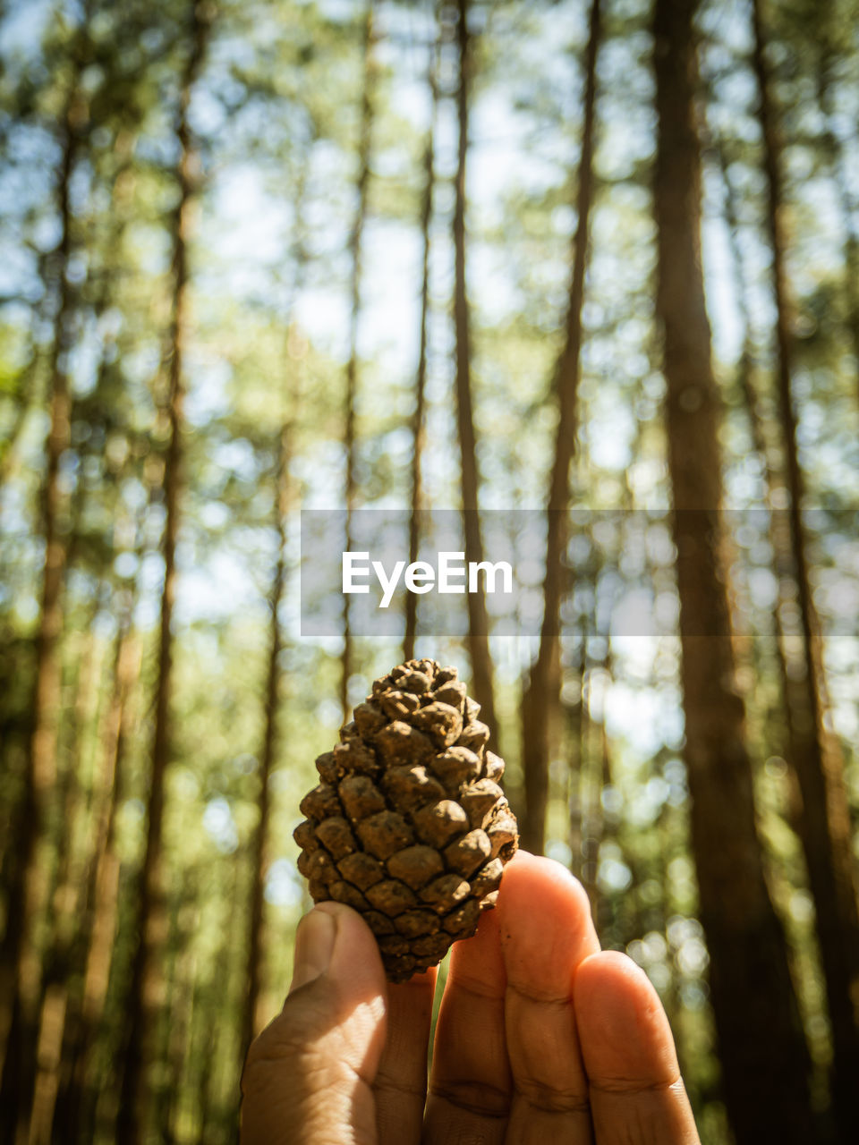 Close-up of hand holding pine cone against trees