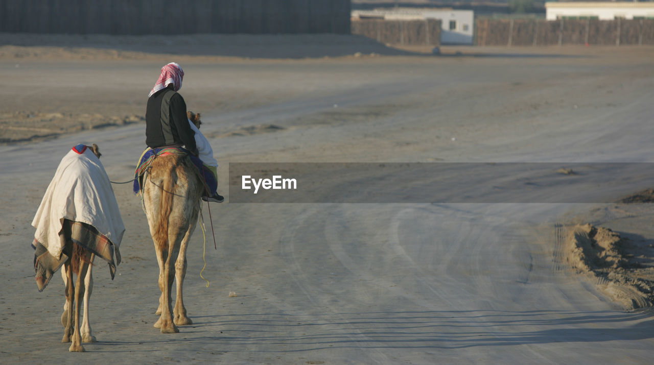 Rear view of man riding camel on dirt road