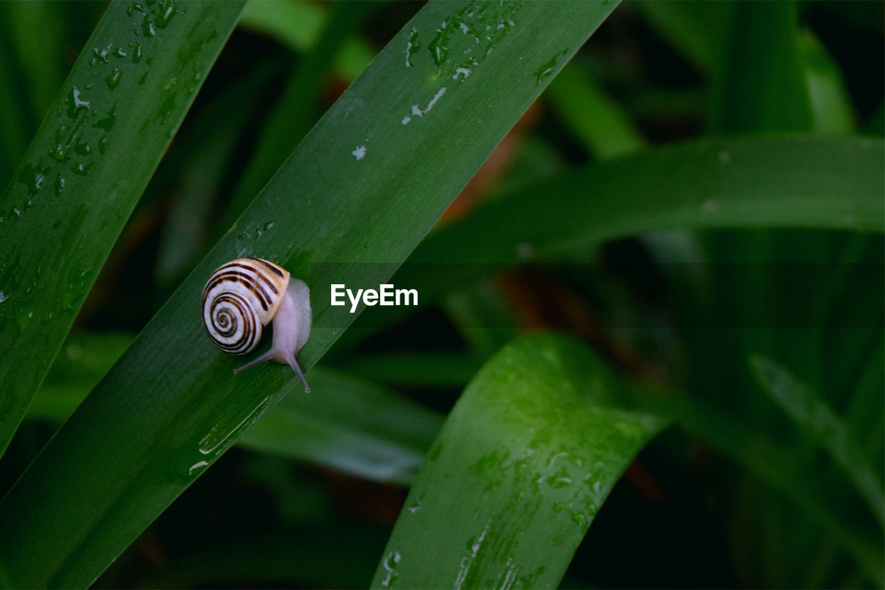 Close-up of snail on leaf