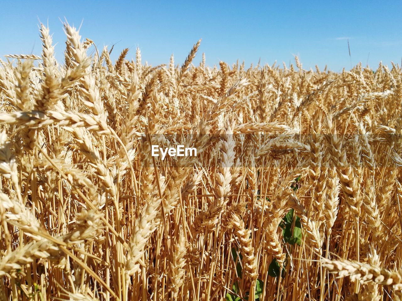 Wheat field against sky