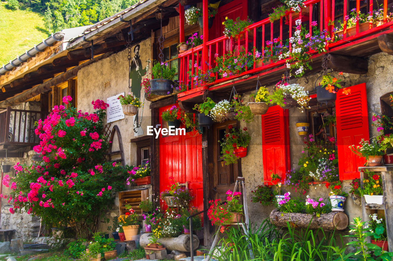 RED FLOWERING PLANTS ON BUILDING