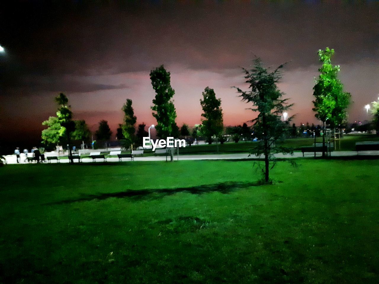 TREES IN FIELD AGAINST SKY