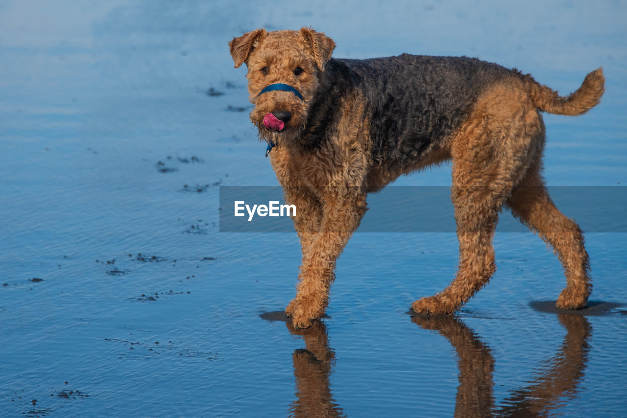 Airedale standing near the pacific ocean