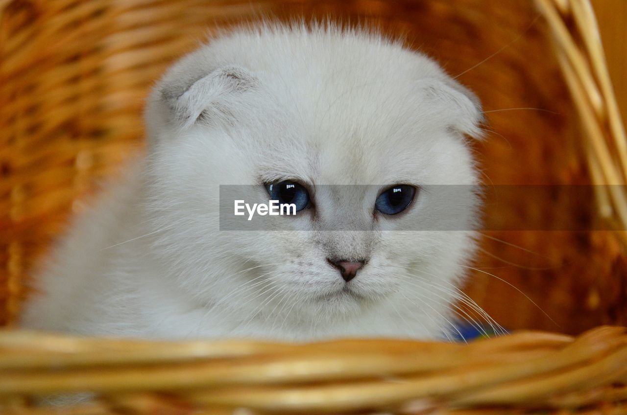 Close-up portrait of white kitten relaxing in wicker basket at home