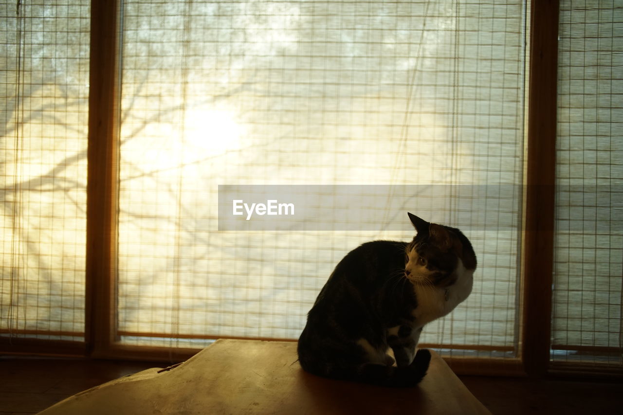 Portrait of tabby cat against the background of japanese traditional paper screen