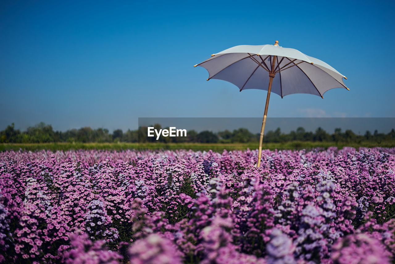 Scenic view of purple flower on field against clear sky