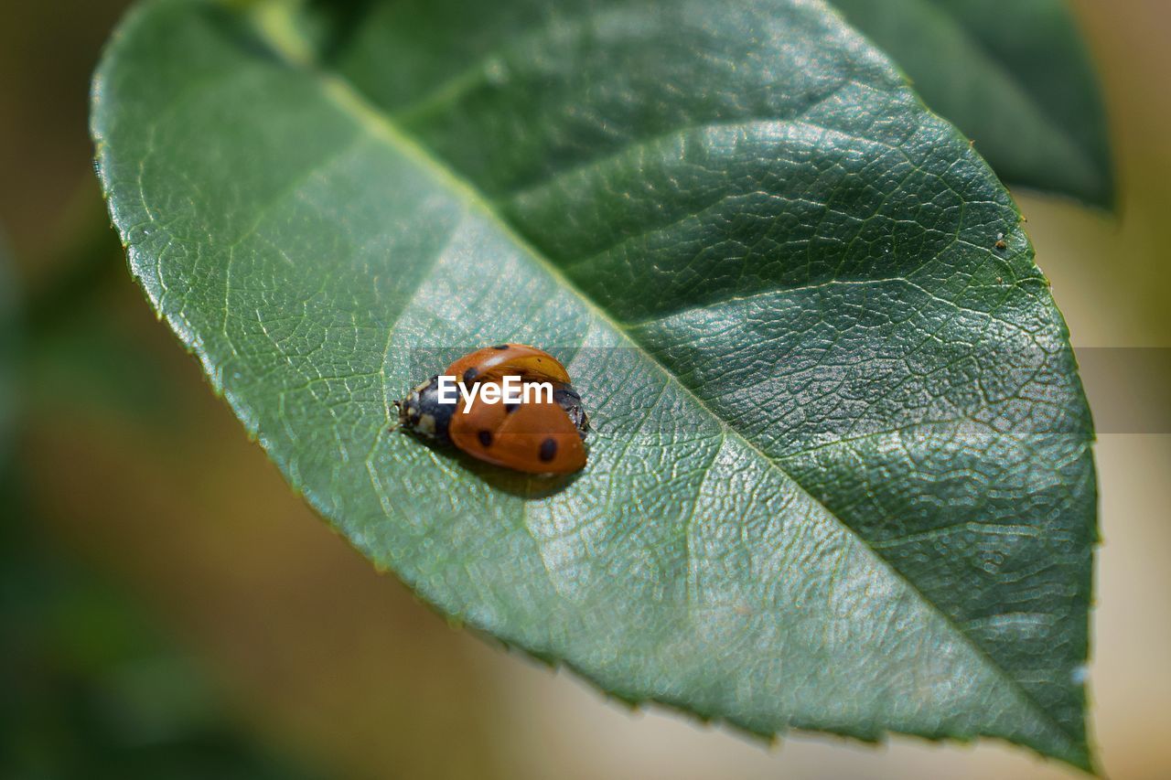 CLOSE-UP OF LADYBUG