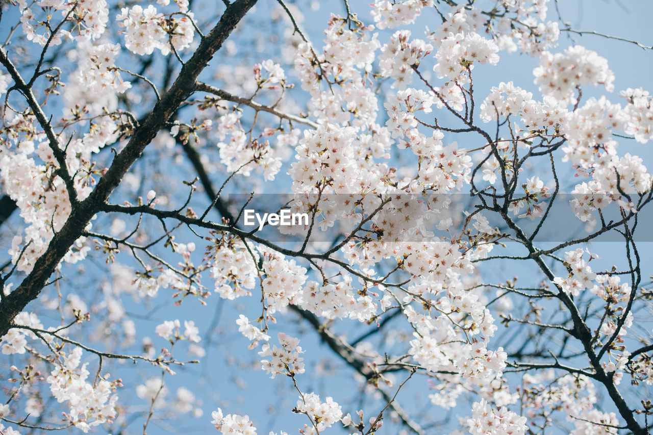 Low angle view of cherry blossoms against  blue sky on a spring morning