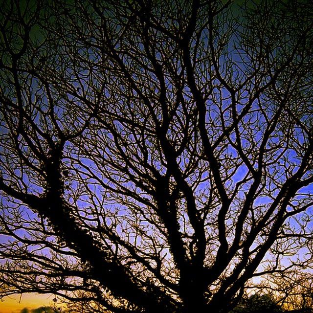 LOW ANGLE VIEW OF BARE TREES AGAINST SKY