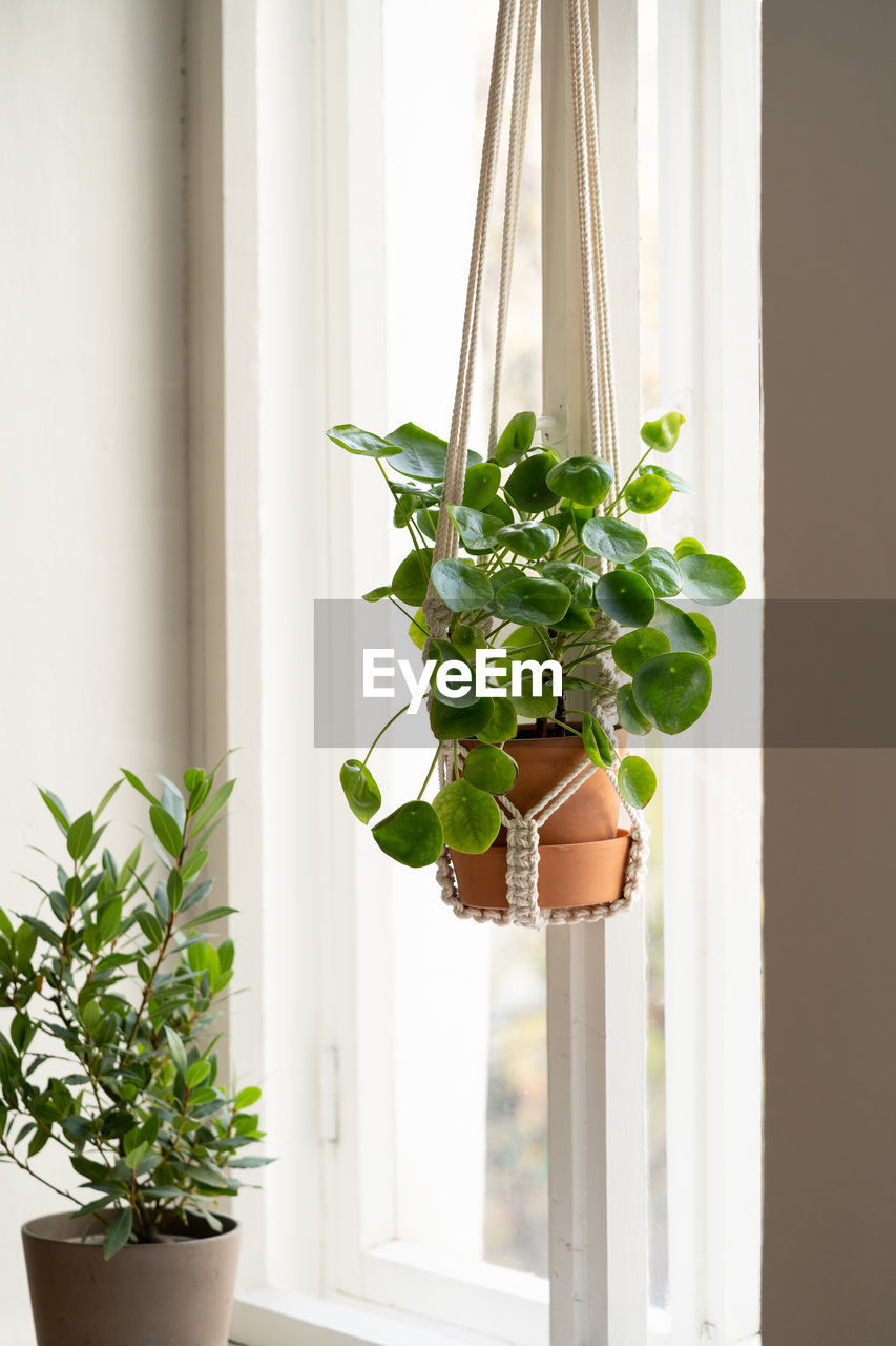 Handmade cotton macrame plant hanger hanging from the window in living room. pilea in ceramic pot.