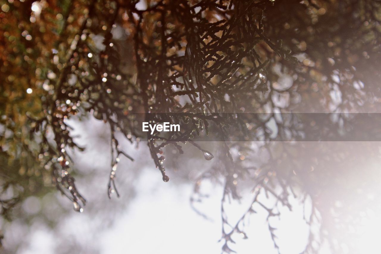 CLOSE-UP OF SNOWFLAKES ON TREE