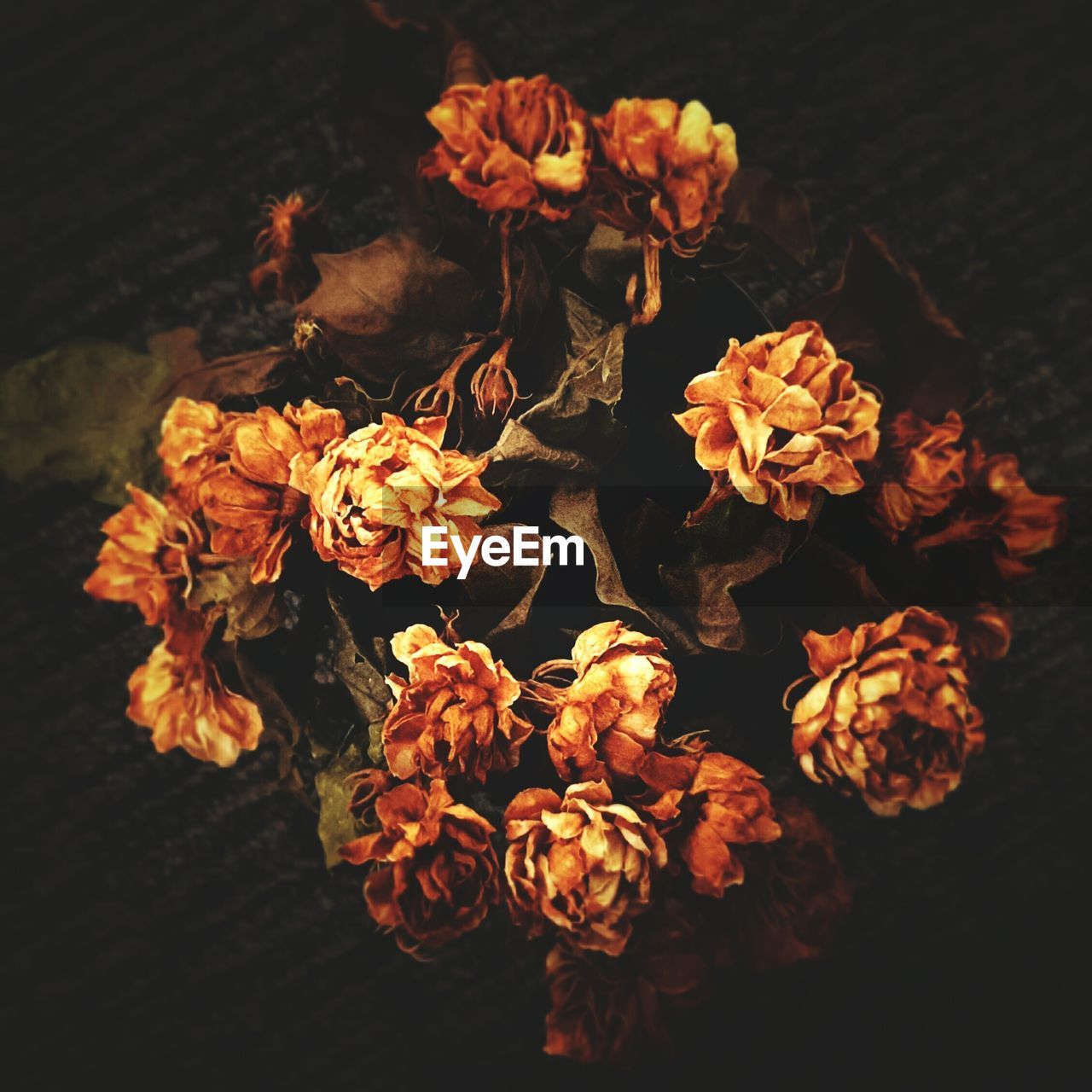 CLOSE-UP OF ORANGE FLOWERS