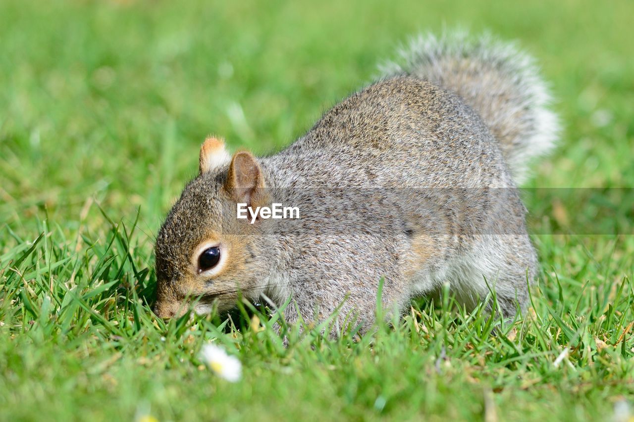 Side view of a squirrel on grassland
