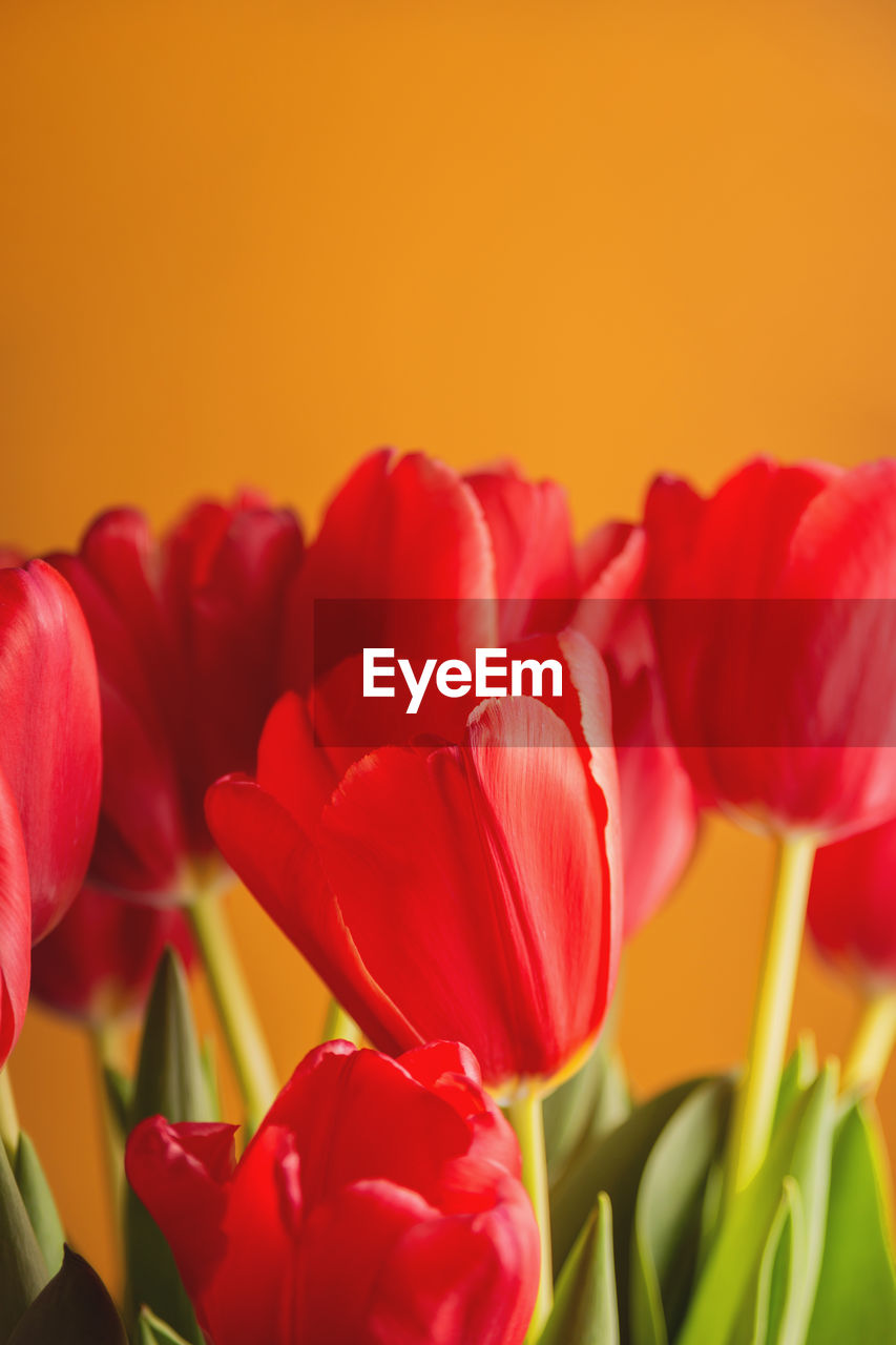 Red tulips on a yellow bright background. spring seasonal flowers. holiday symbol.