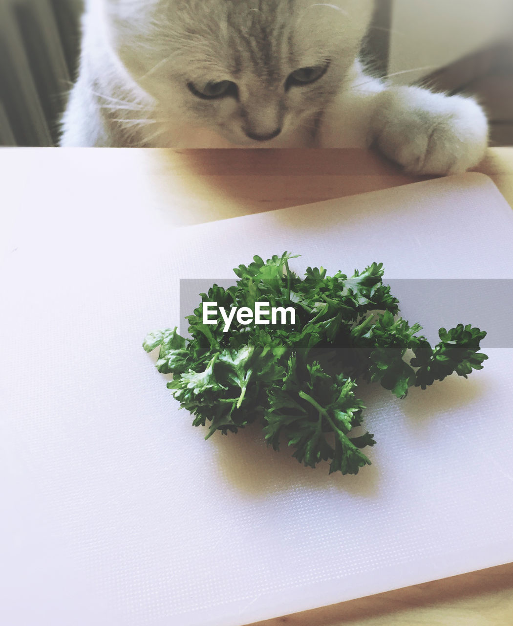 CLOSE-UP OF CAT LYING ON TABLE