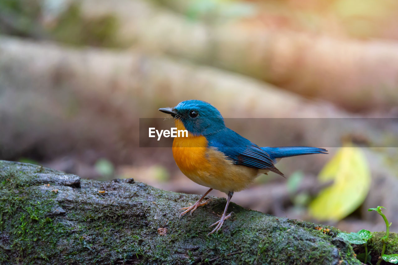 Close-up of bird perching on wood