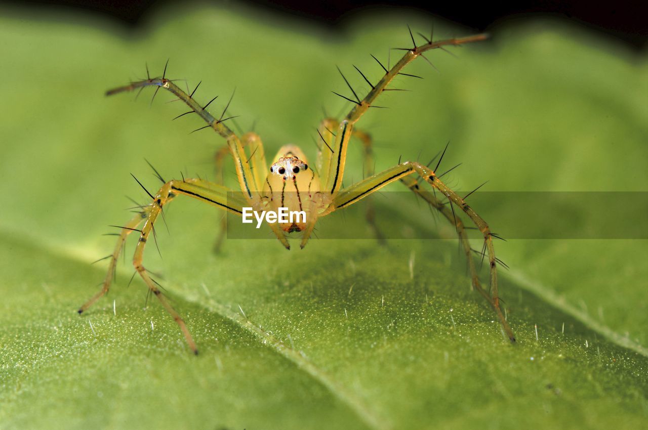CLOSE-UP OF SPIDER IN A PLANT