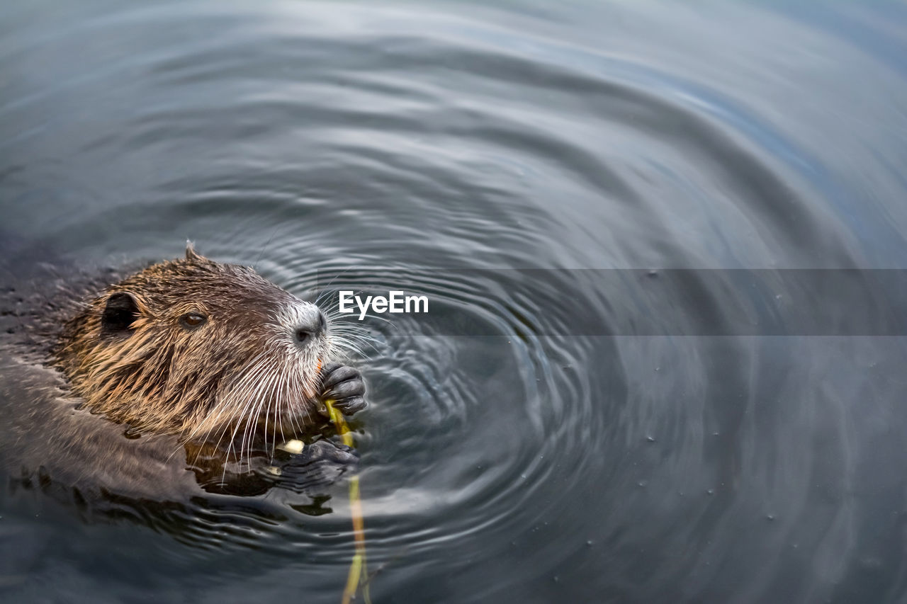 Close-up of an european beaver swimming in water