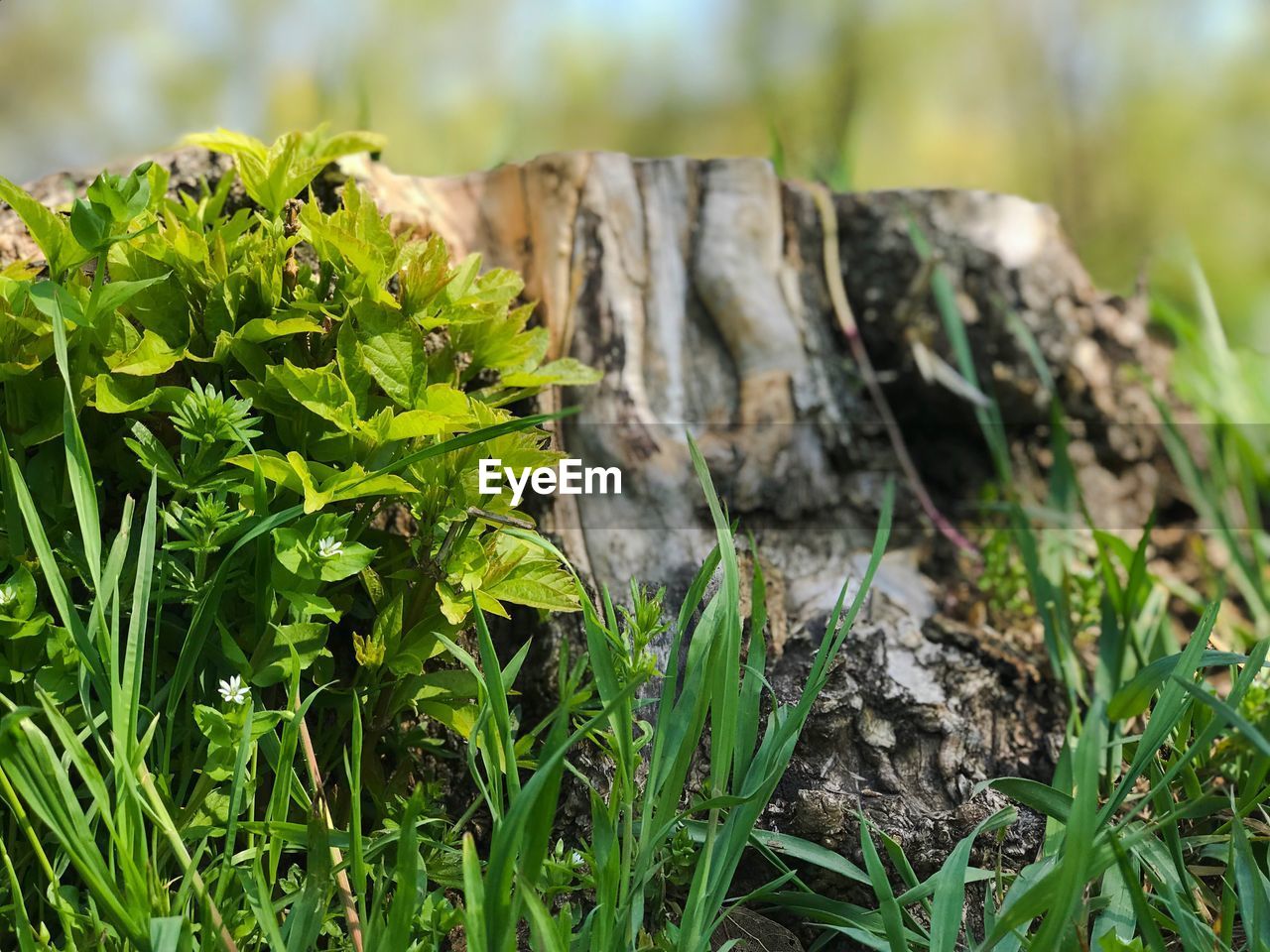 Close-up of plant growing on field