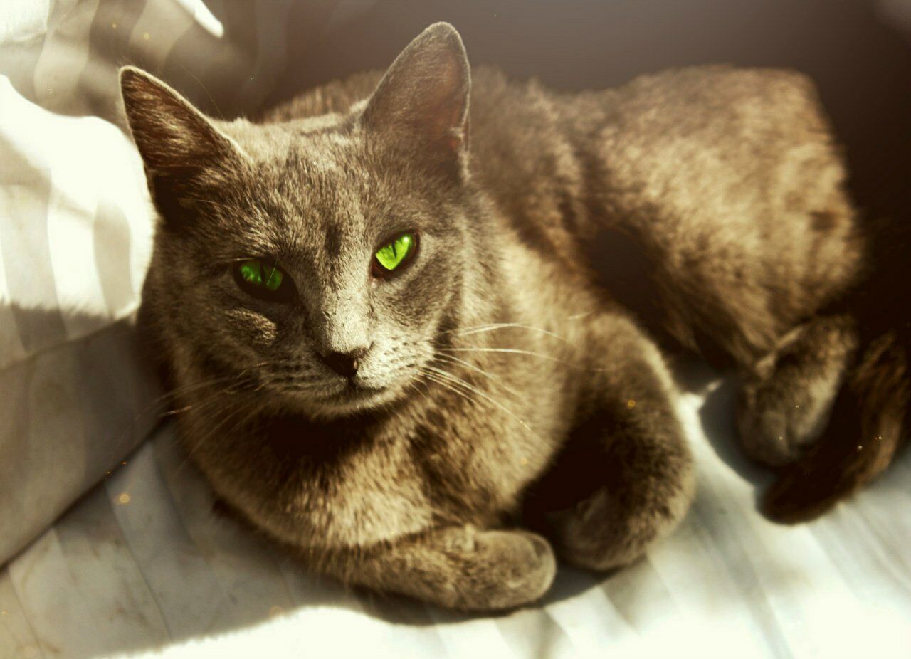 CLOSE-UP PORTRAIT OF CAT ON FLOOR