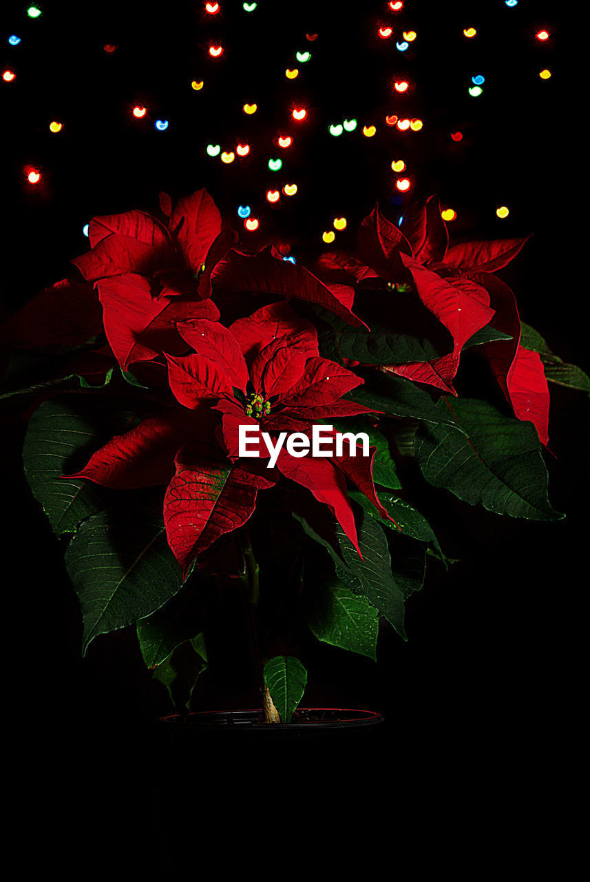 Close-up of poinsettia against heart shape lighting equipment at night