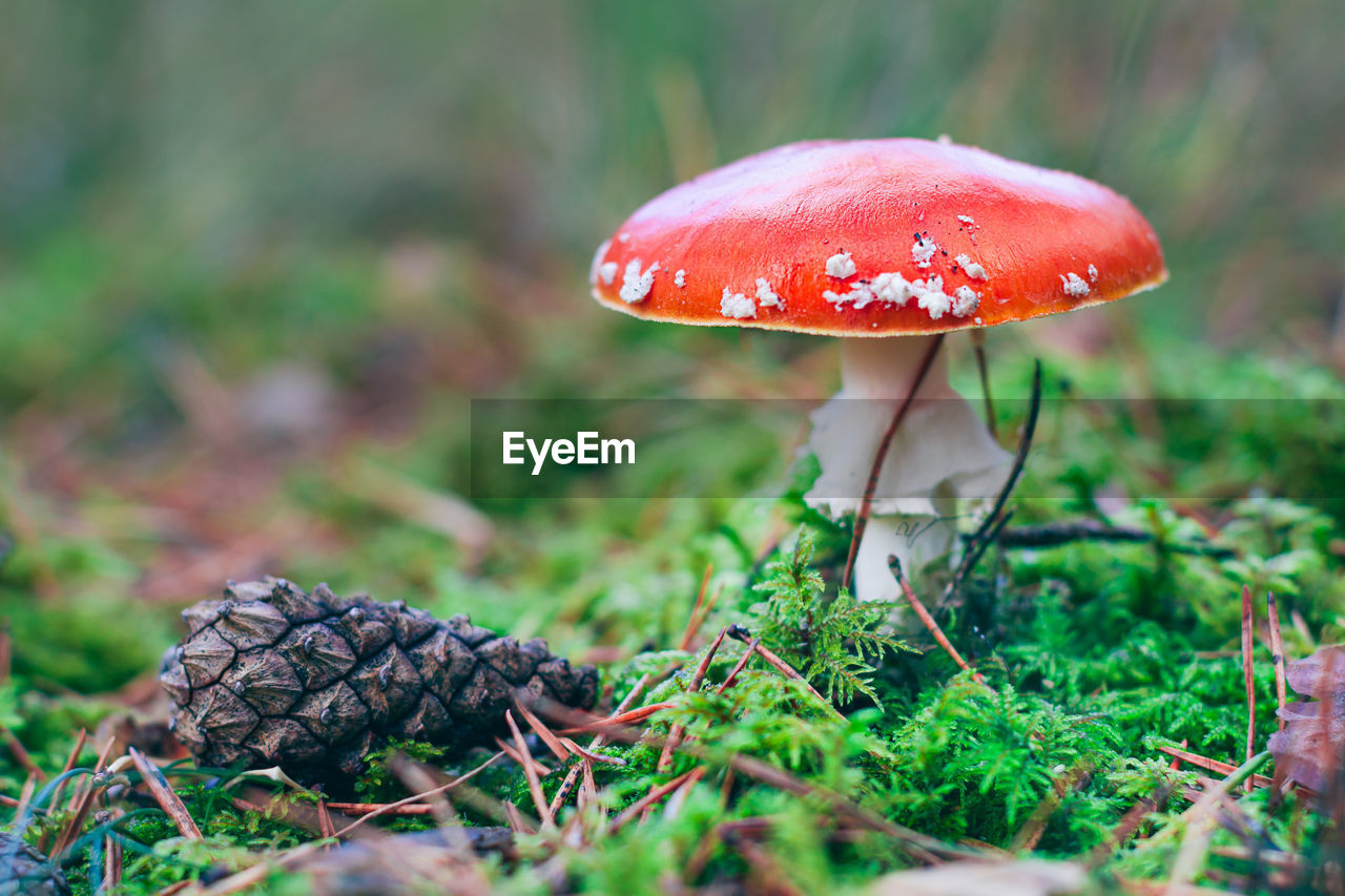 fungus, mushroom, vegetable, food, nature, plant, land, fly agaric mushroom, growth, toadstool, forest, macro photography, close-up, food and drink, edible mushroom, grass, autumn, surface level, agaric, tree, selective focus, no people, poisonous, red, day, moss, beauty in nature, outdoors, woodland, freshness, fragility, penny bun, field, bolete, green, leaf