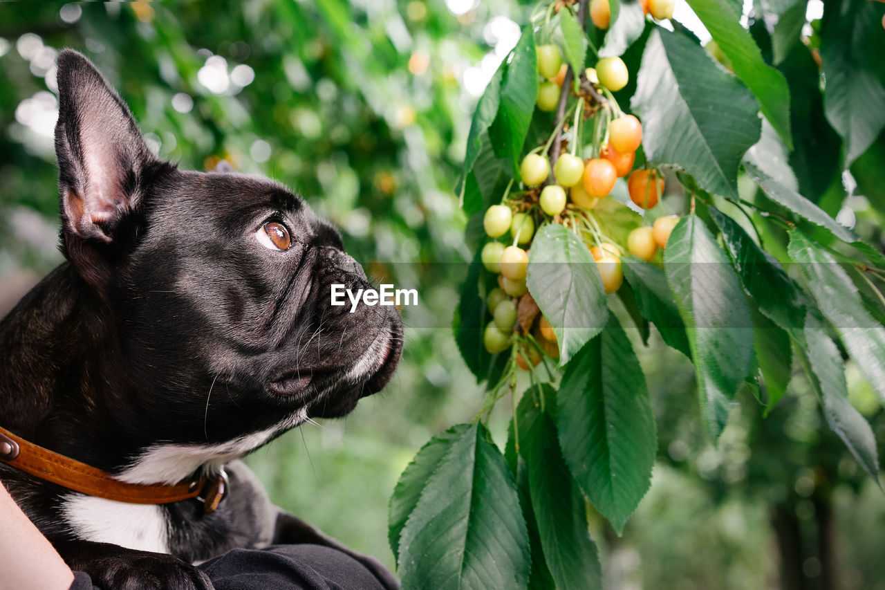 Close-up of a black dog and cherry tree