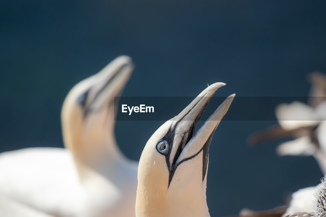 CLOSE UP OF A BIRD