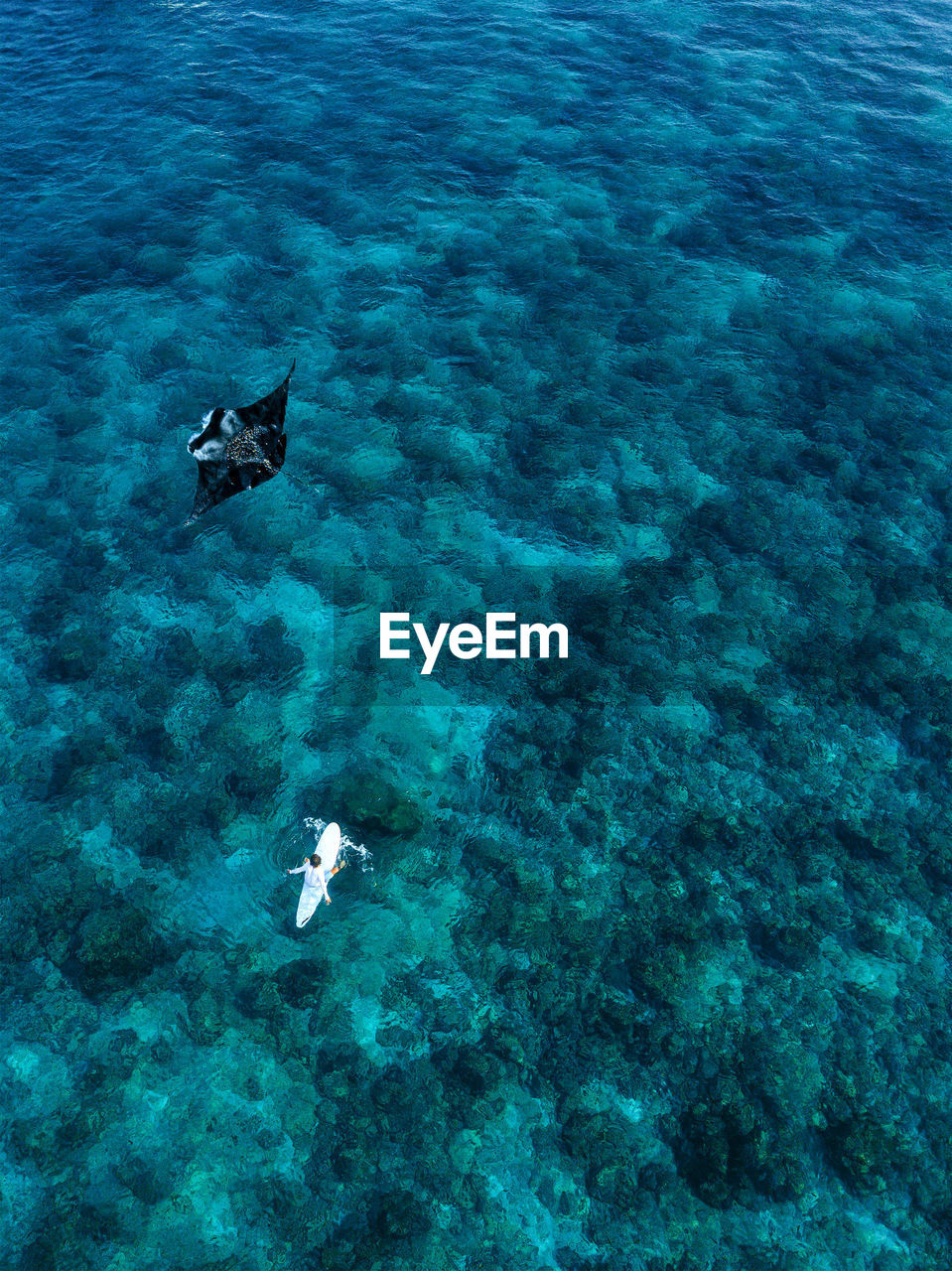 Aerial view of manta ray swimming beside lone surfer