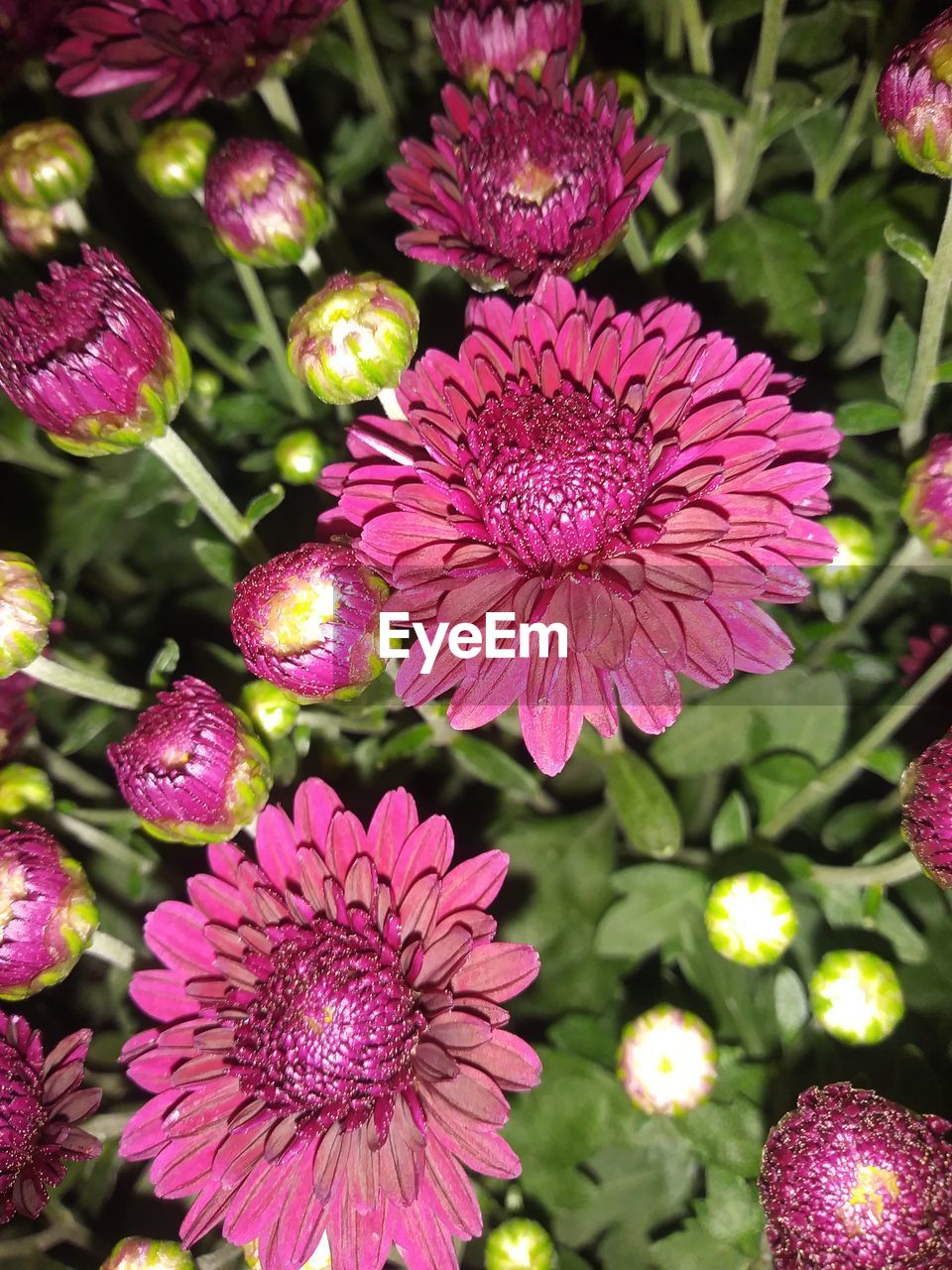 CLOSE-UP OF PINK FLOWER