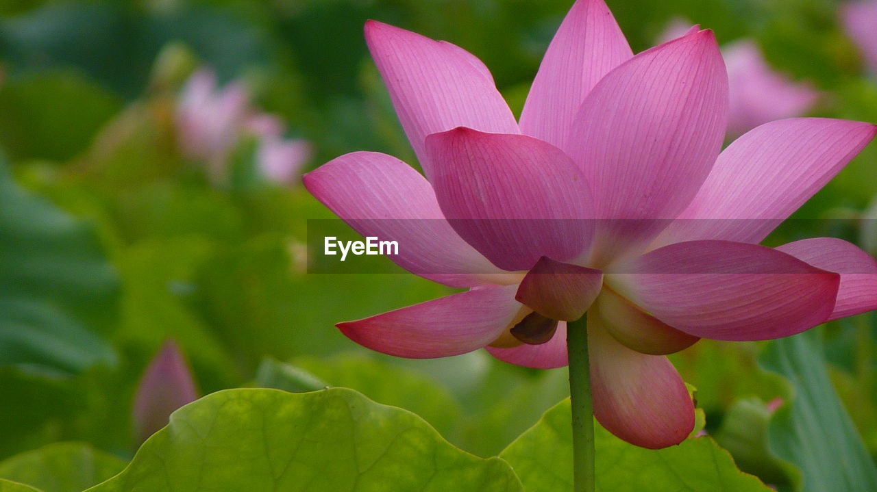 Close-up of pink water lily