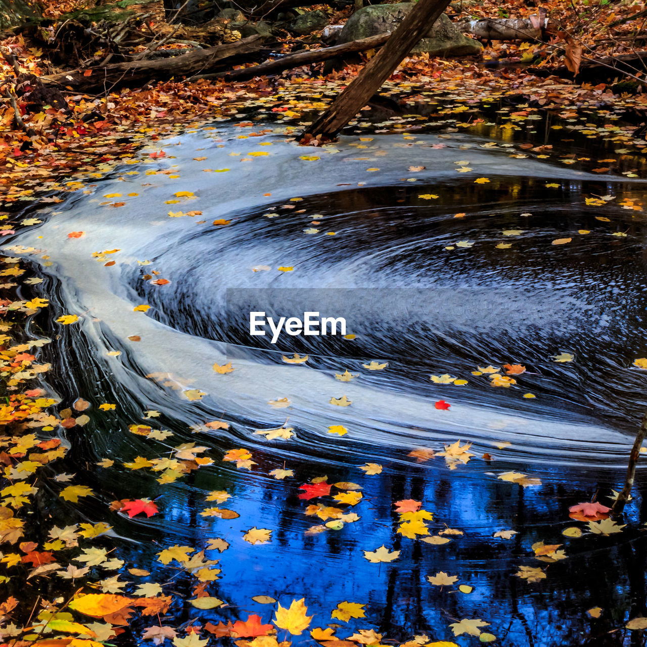 REFLECTION OF TREES ON WATER