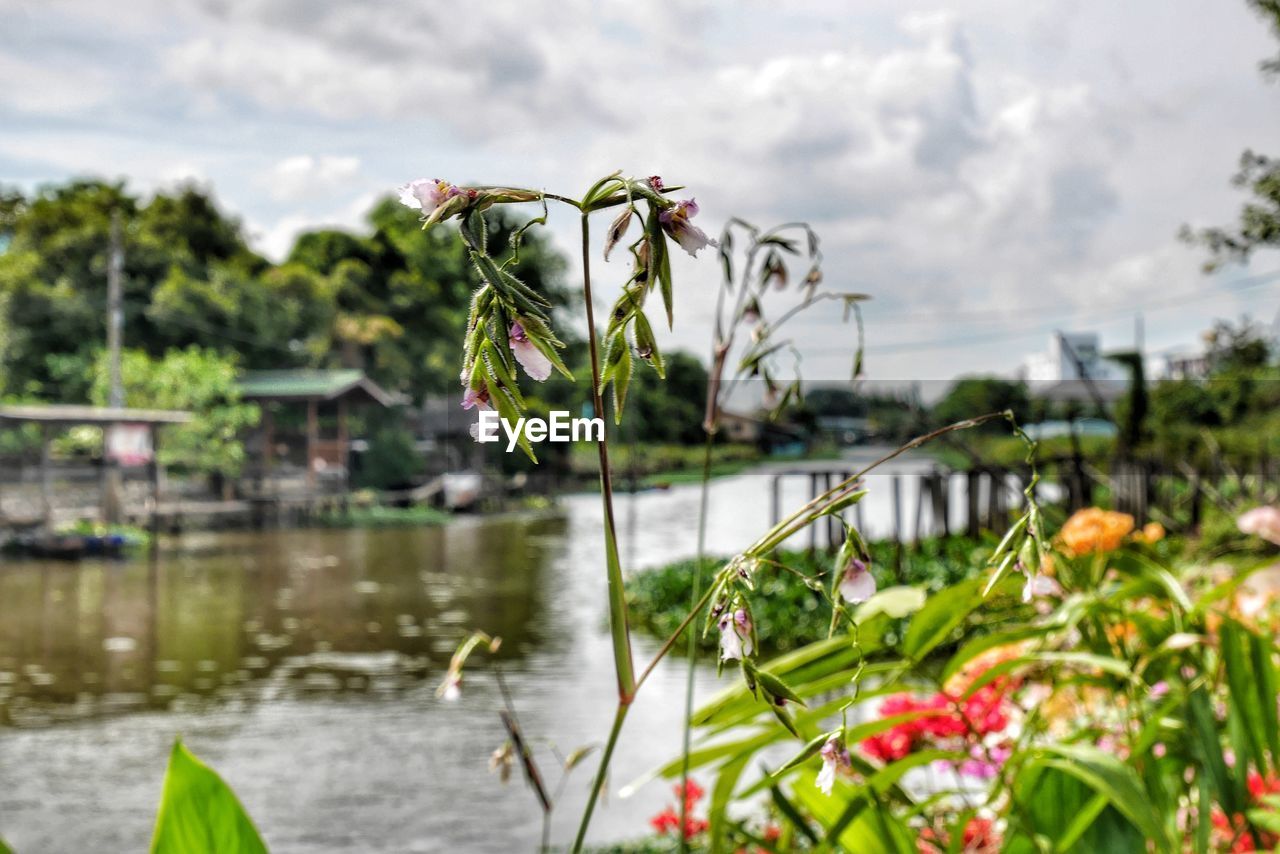 CLOSE-UP OF PLANTS AGAINST WATER