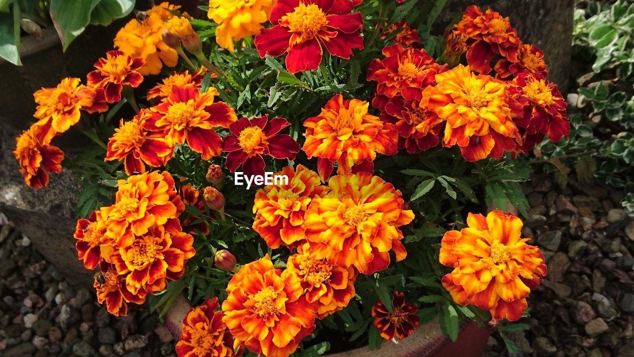 CLOSE-UP OF YELLOW FLOWERS BLOOMING