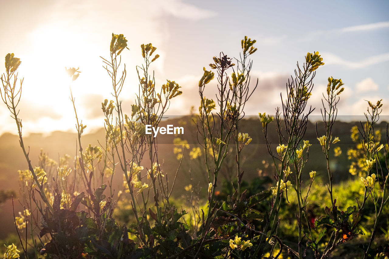 Scenic view of flowering plants on field against sky