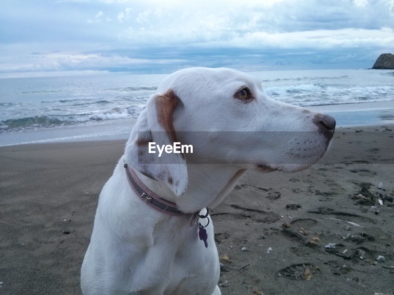 Close-up of dog at beach against sky