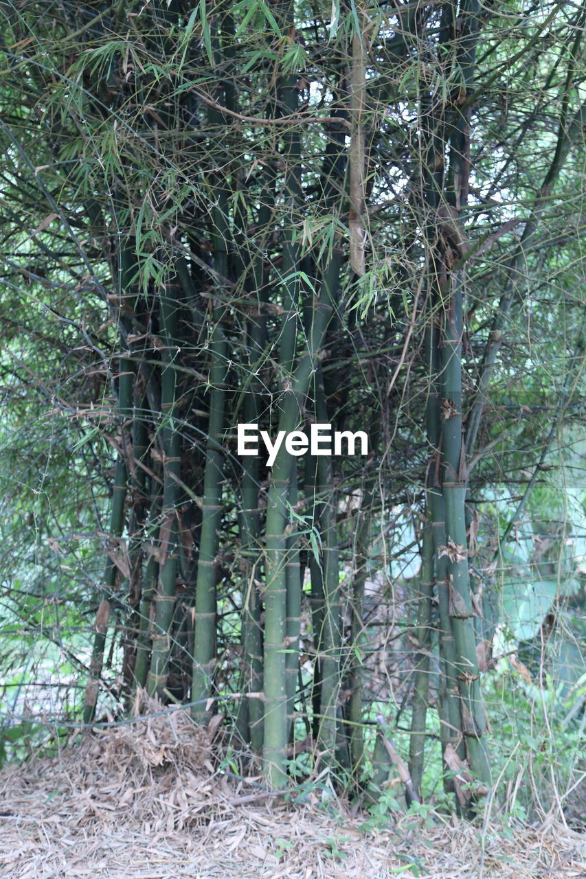 BAMBOO TREES IN FOREST