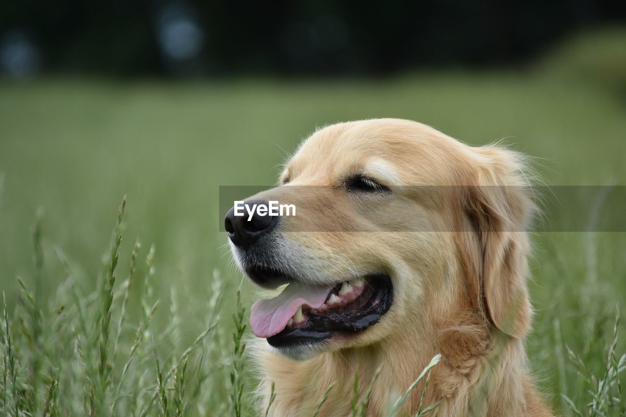 CLOSE-UP OF DOG LOOKING AWAY ON GRASS