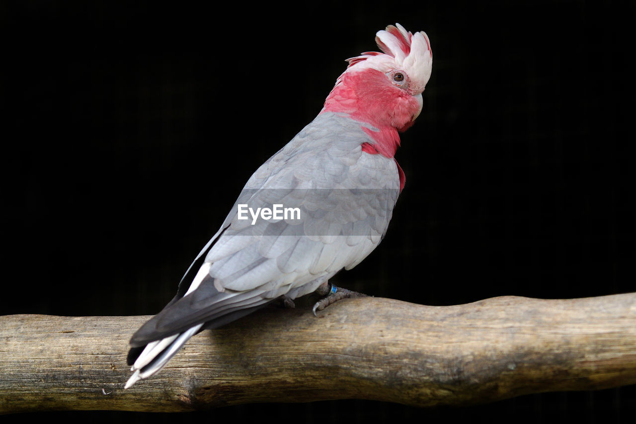 CLOSE-UP OF BIRD PERCHING ON BLACK