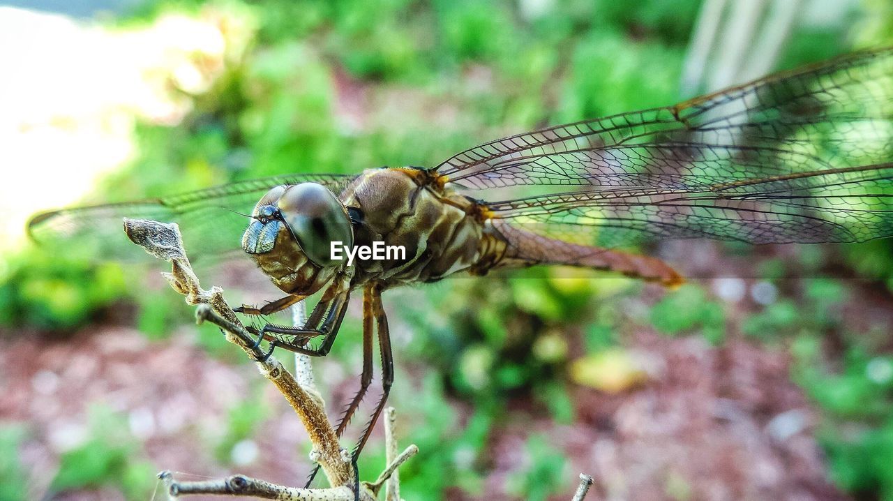 CLOSE-UP OF INSECT ON STEM