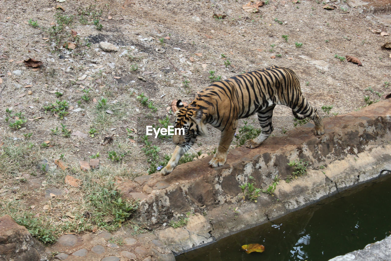 High angle view of tiger walking by gutter